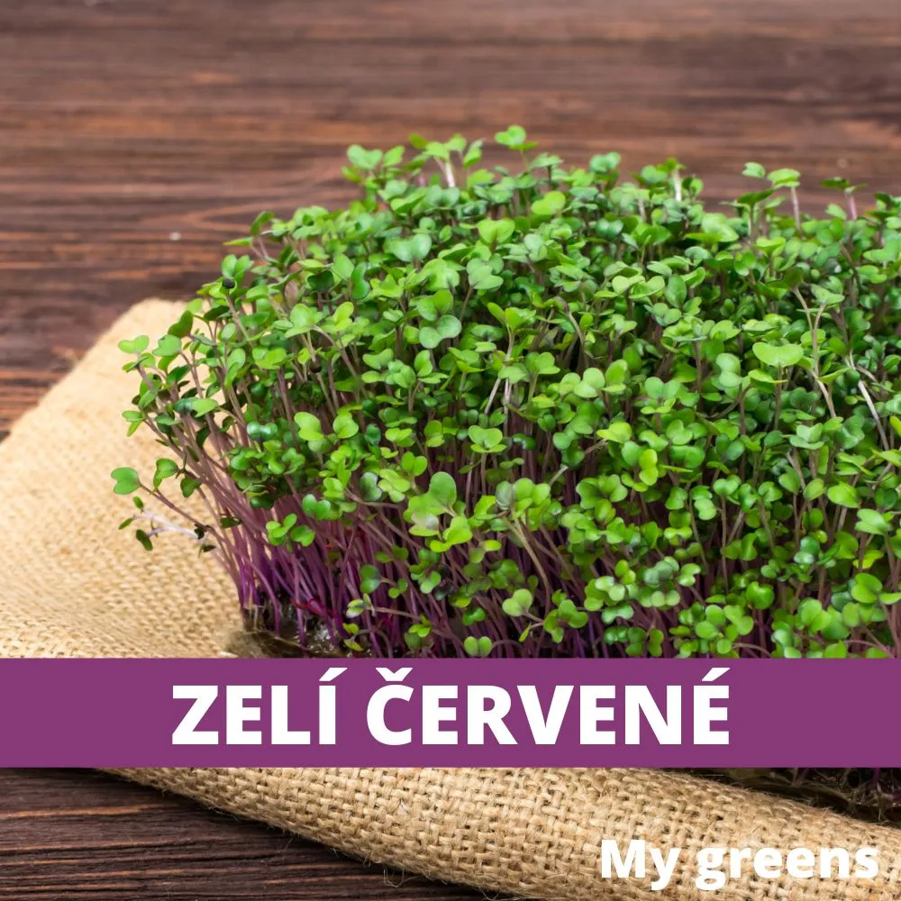 Zelí červené microgreens semena 40g