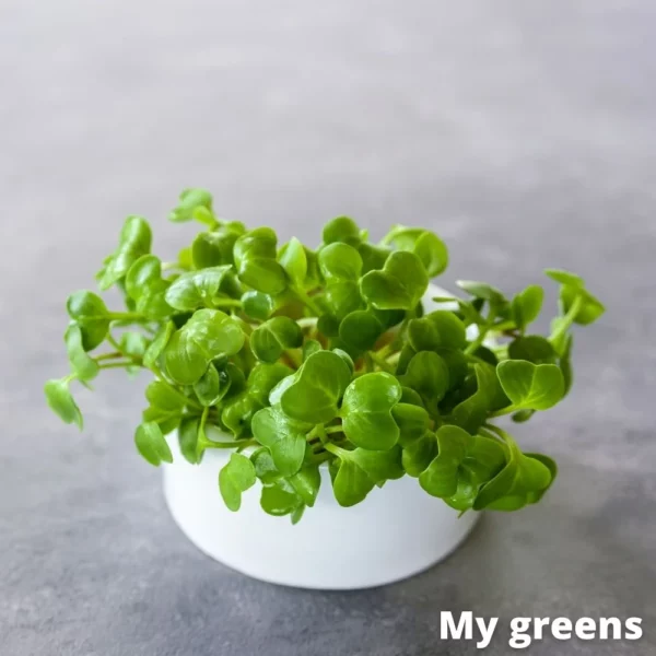 Černá kapusta microgreens semena 40g - Image 2
