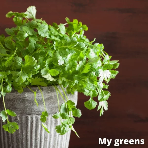 Koriandr microgreens semena 10g - Image 4