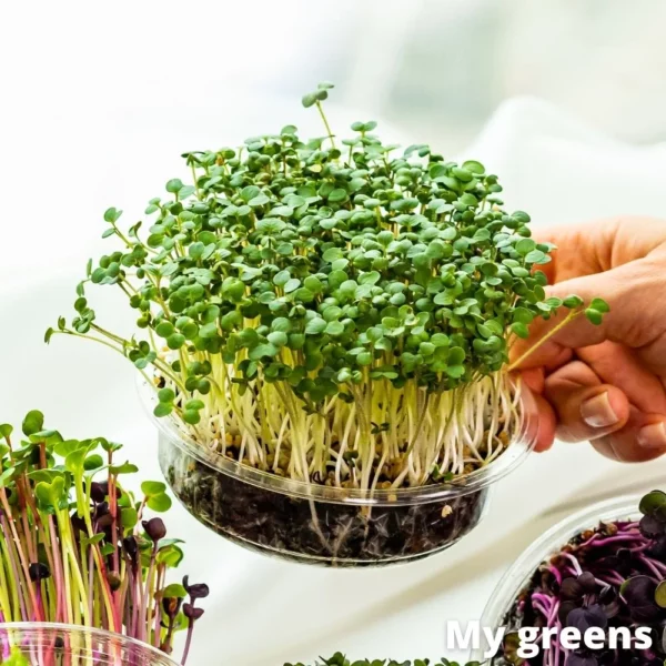 Hořčice microgreens semena 40g - Image 3