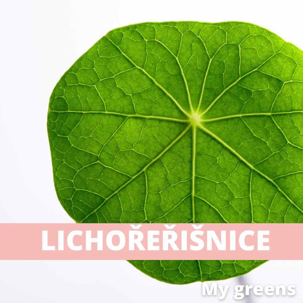 Lichořeřišnice léčiva microgreens semena 10g