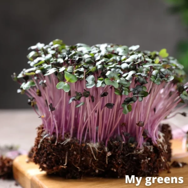 Zelí červené microgreens semena 40g - Image 2