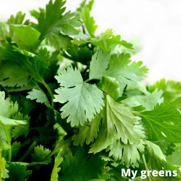 Koriandr microgreens semena 10g - Image 3