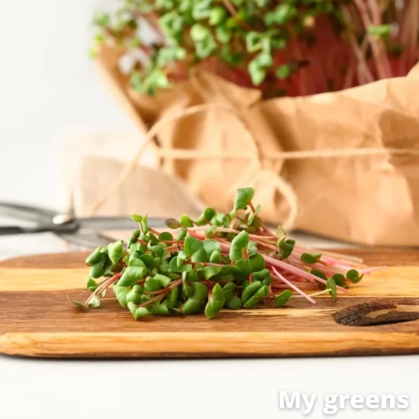 Ředkvička růžová microgreens semena 50g - Image 3