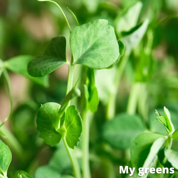 Hrášek microgreens semena 100g - Image 6