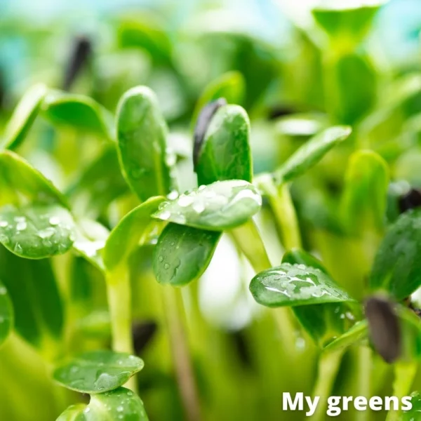 Slunečnice microgreens semena 50g - Image 4