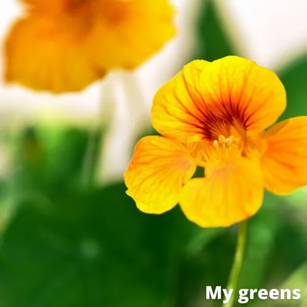 Lichořeřišnice léčiva microgreens semena 10g - Image 4