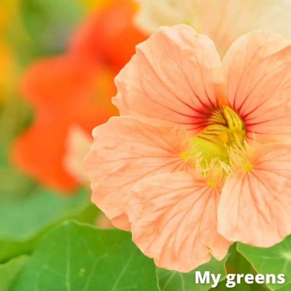 Lichořeřišnice léčiva microgreens semena 10g - Image 5