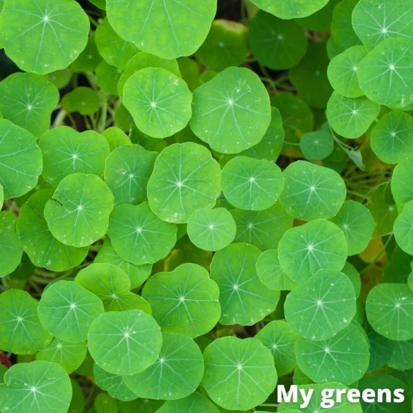Lichořeřišnice léčiva microgreens semena 10g - Image 3