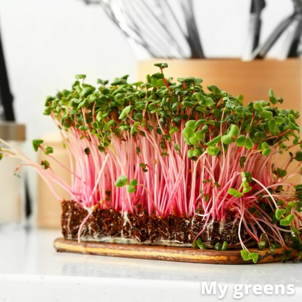 Ředkvička růžová microgreens semena 50g - Image 5