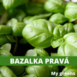Bazalka pravá microgreens semena 5g