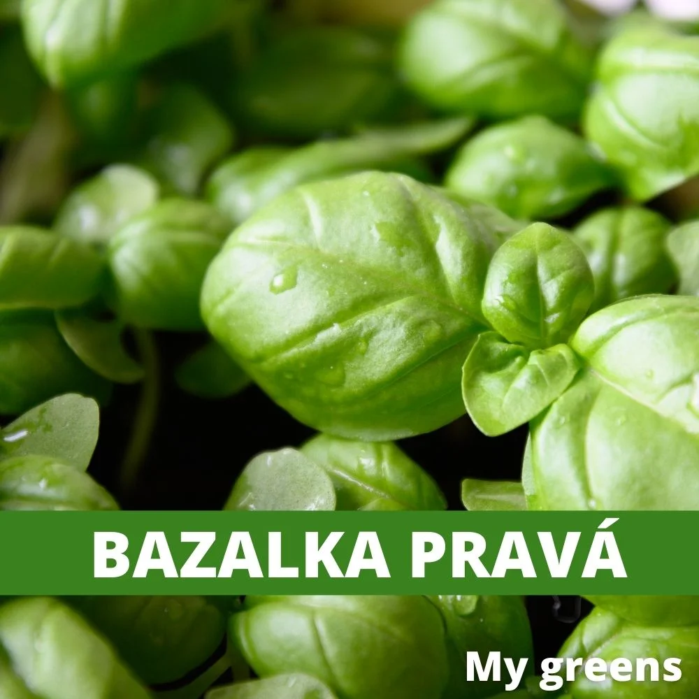 Bazalka pravá microgreens semena 5g