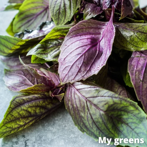 Bazalka červená microgreens semena 5g - Image 4