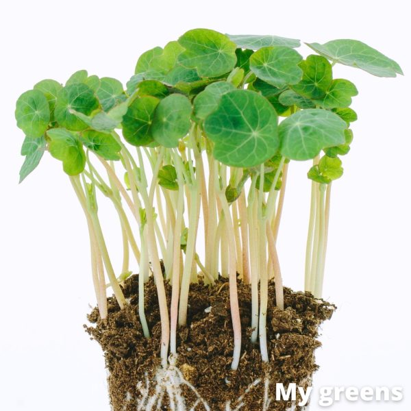 Lichořeřišnice léčiva microgreens semena 10g - Image 2