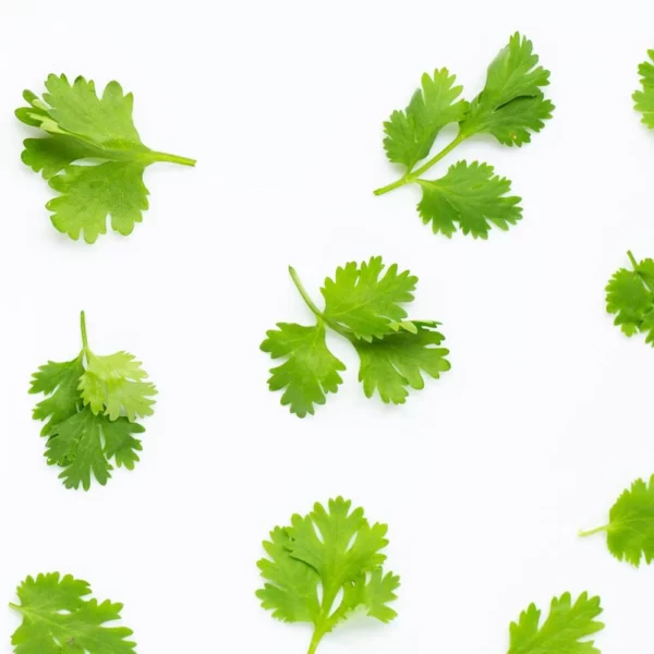 Koriandr microgreens semena 10g - Image 5