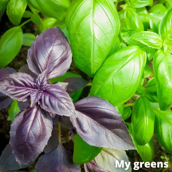 Bazalka červená microgreens semena 5g - Image 3
