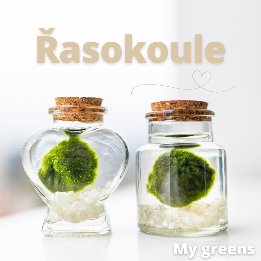 Řasokoule