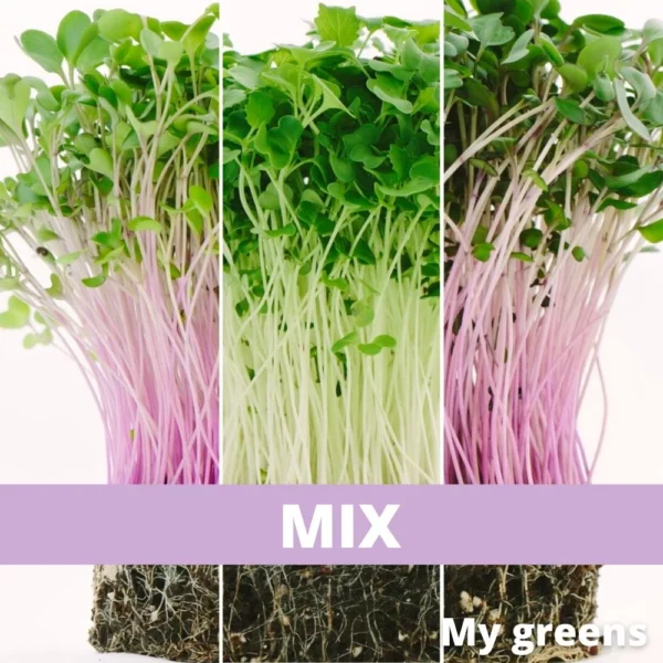 Imunity mix 40g