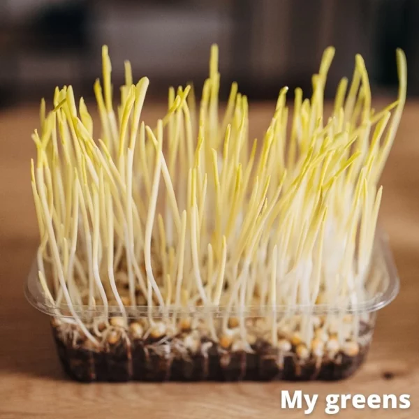 Slaďoučká kukuřice microgreens semena 80g - Image 2
