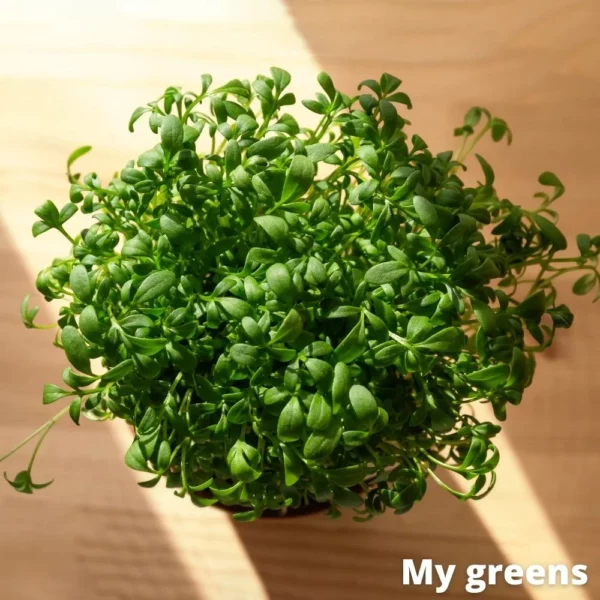 Řeřicha microgreens semena 40g - Image 3
