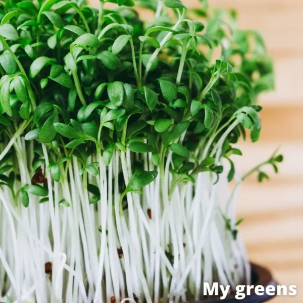 Řeřicha microgreens semena 40g - Image 4