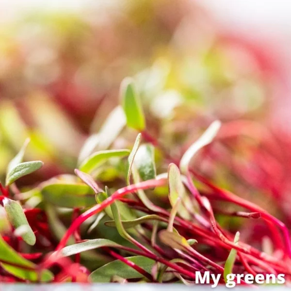 Červená řepa microgreens semena 30g - Image 3