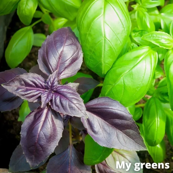 Mix Bazalek microgreens semena 5g - Image 2