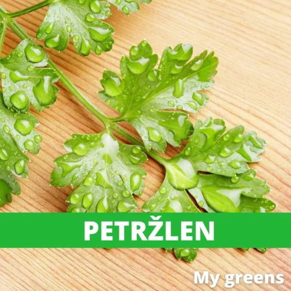 Petržel microgreens semena 5g - Image 5