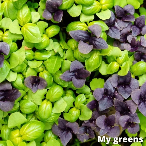 Mix Bazalek microgreens semena 5g - Image 3