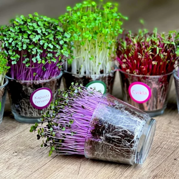 Sklenička na pěstování microgreens - Image 2
