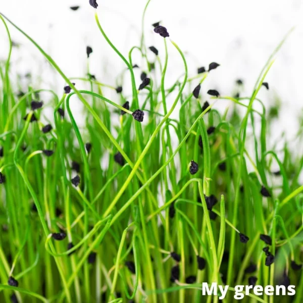 Pórek microgreens semena 30g - Image 2