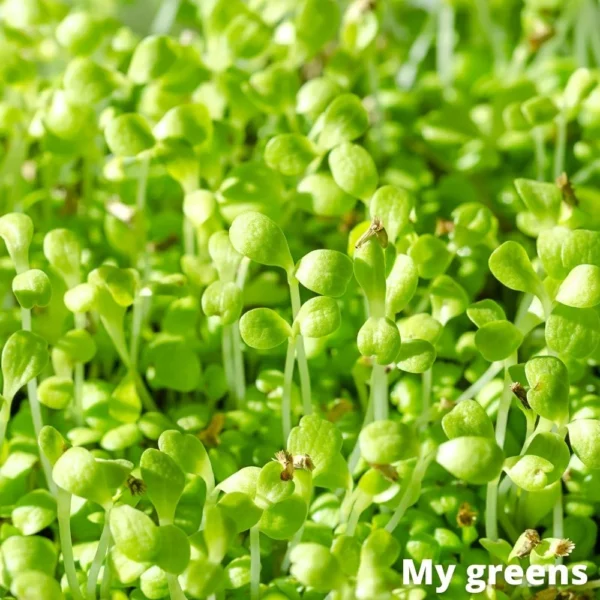 Špenát microgreens semena 40g - Image 2