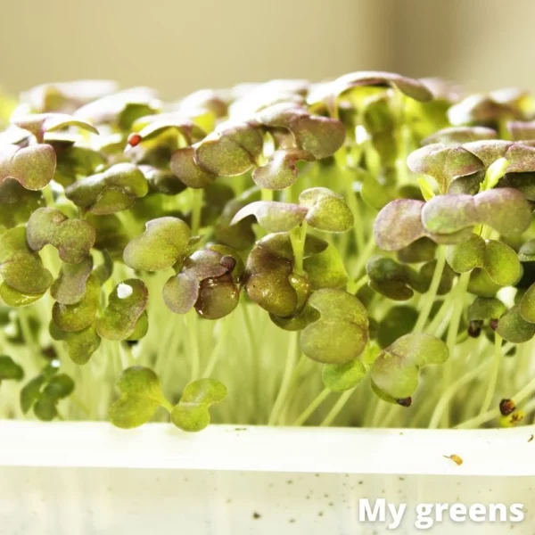 Pak Choi microgreens semena 40g - Image 3