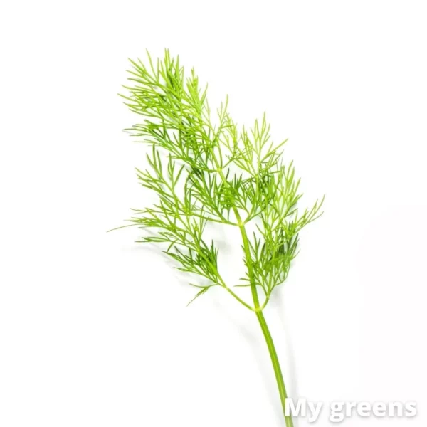 Kopr microgreens semena 5g - Image 3