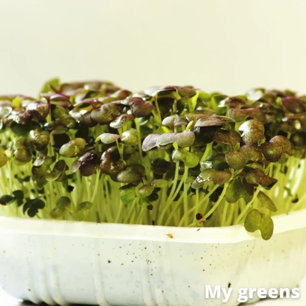 Pak Choi microgreens semena 40g - Image 4