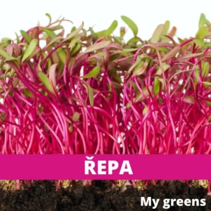 Červená řepa microgreens semena 30g