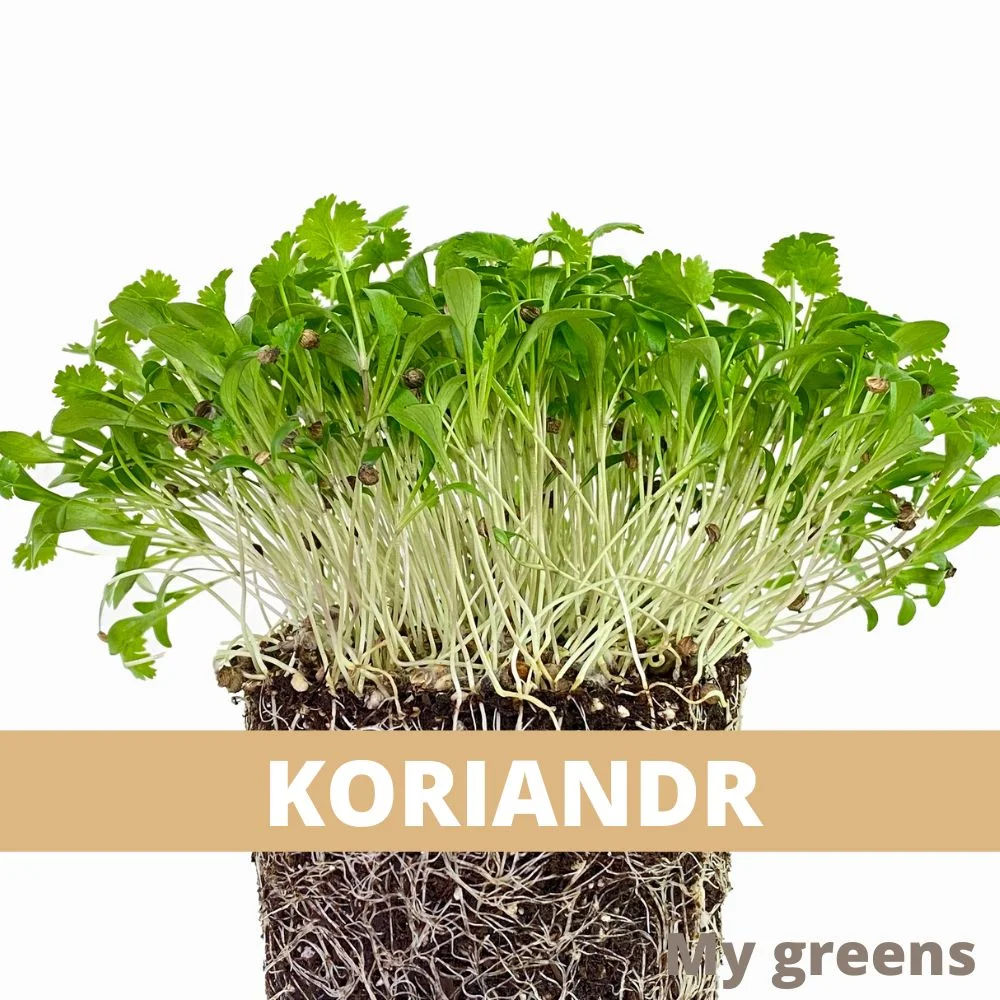 Koriandr microgreens semena 10g
