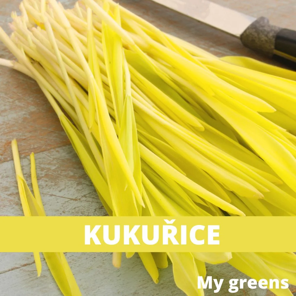 Slaďoučká kukuřice microgreens semena 80g
