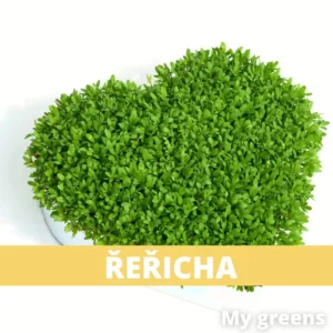 Řeřicha microgreens semena 40g