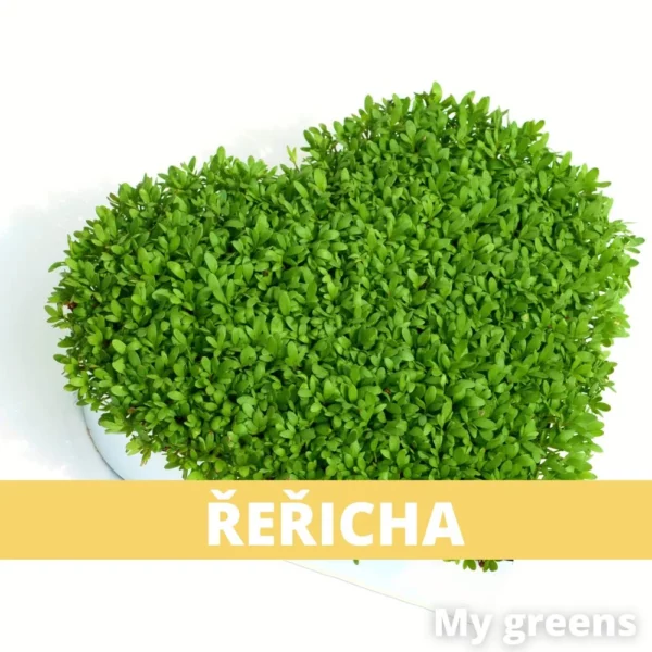 Řeřicha microgreens semena 40g