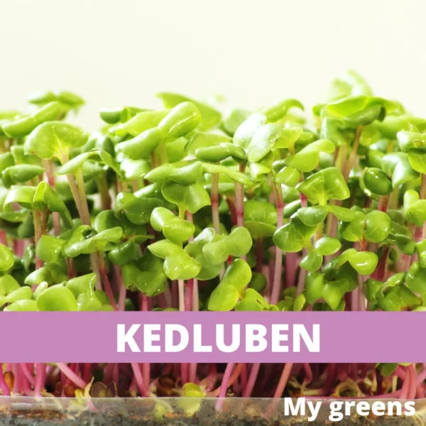 Kedluben fialový microgreens semena 40g