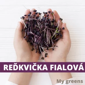 Ředkvička fialová microgreens semena 50g