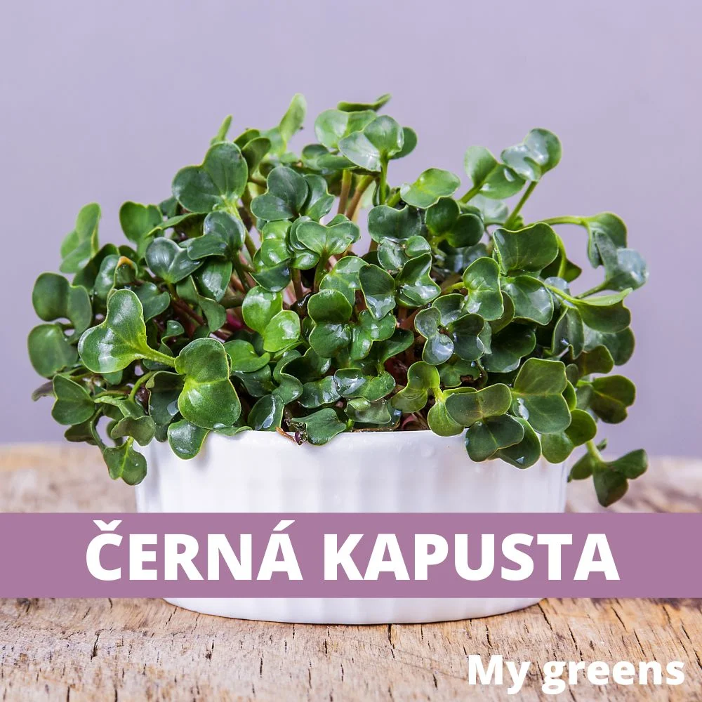 Černá kapusta microgreens semena 40g