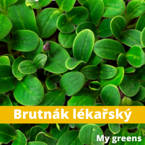 Brutnák lékařský microgreens semínka 30g