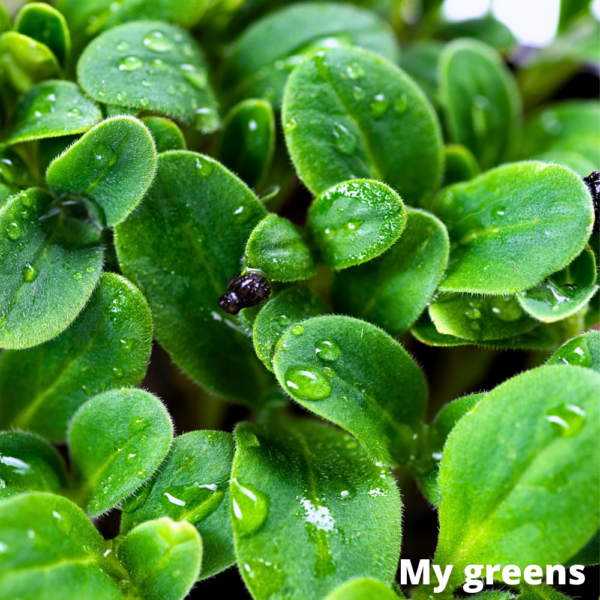Brutnák lékařský microgreens semínka 30g - Image 2